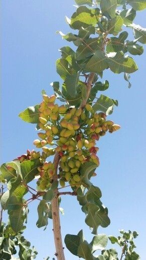 Pomi Fructiferi (FISTIC )