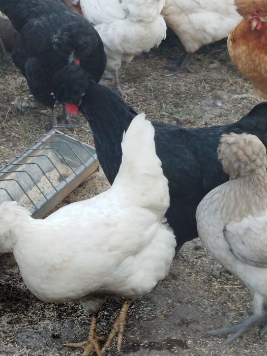 Găini și cocosi cu moț