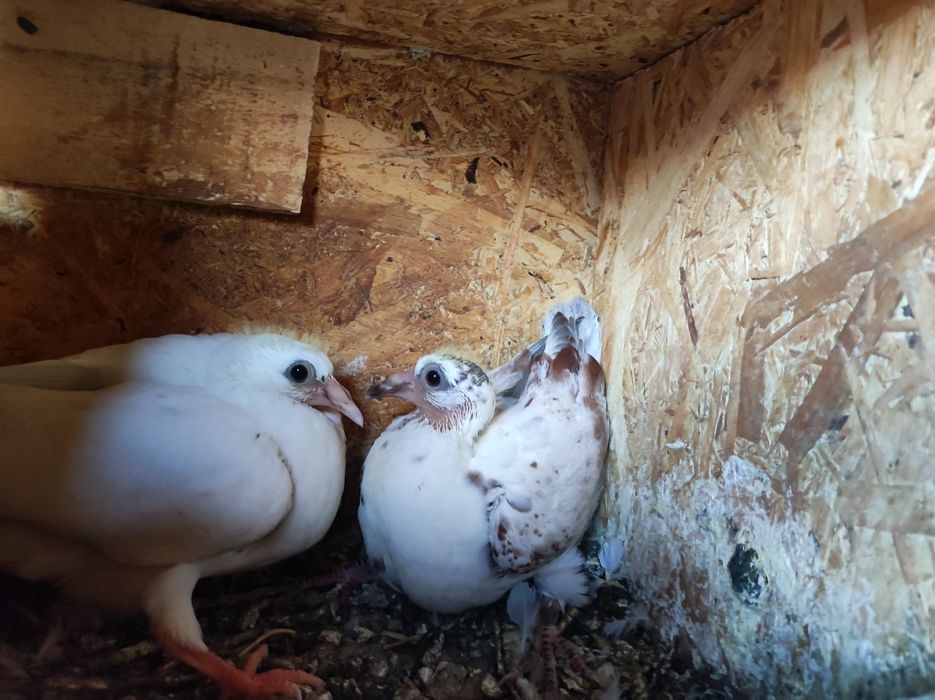 Pui Porumbei voiajori!