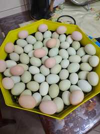 Ouă incubator araucana și ameraucana sau australorp negru