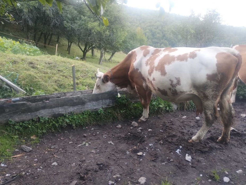 Vacă bălțată românească