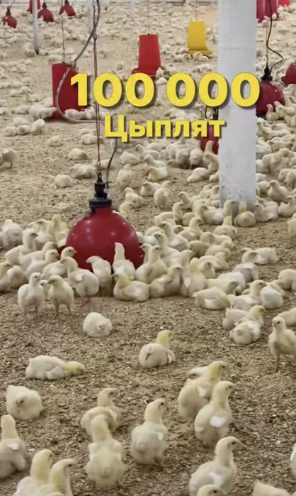 Готовый птица фабрика
