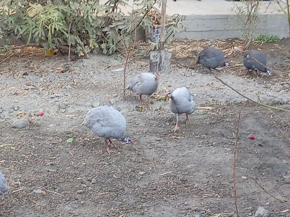 Тесарка сотилади