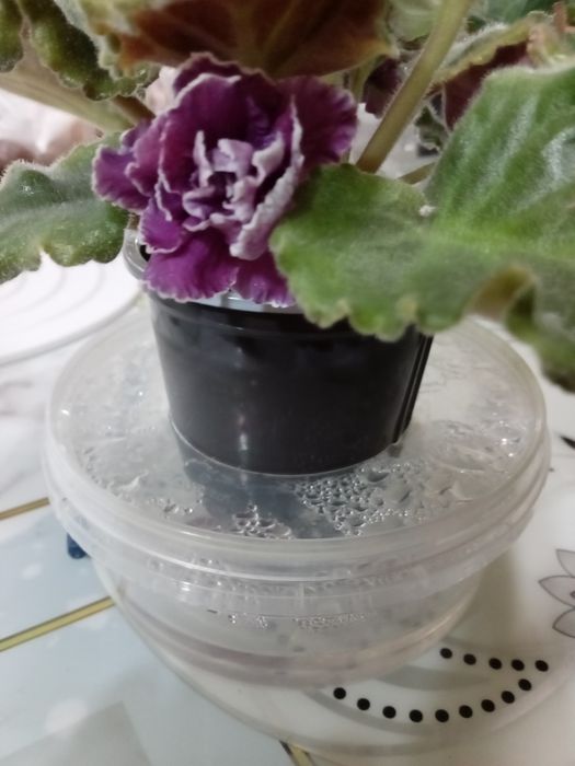 Продам молодые фиалки