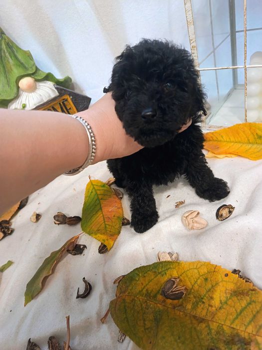 Мини   пуделчета