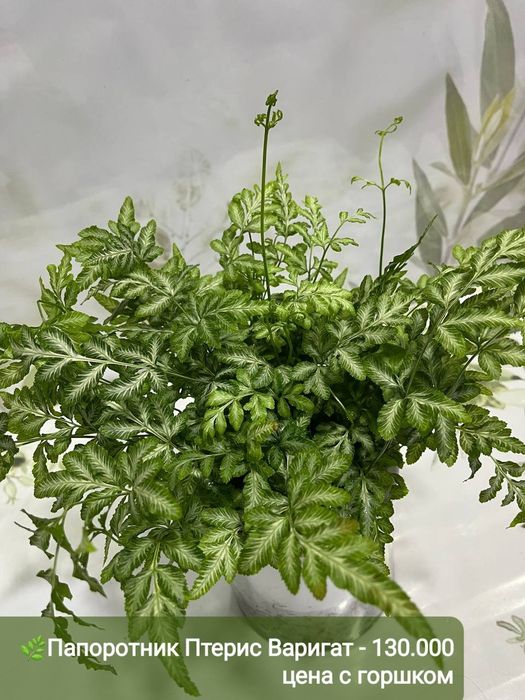 Рускус, Муррайя,Калатея Фьюжен, Декабрист Диффинбахия