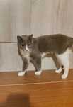 Миниатюрная кошечка ищет дом