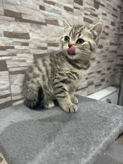 Малки британски котенца