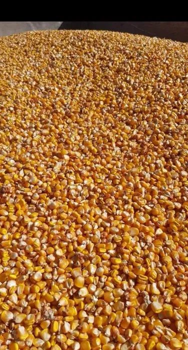 Porumb boabe 10 tone Recolta 2025