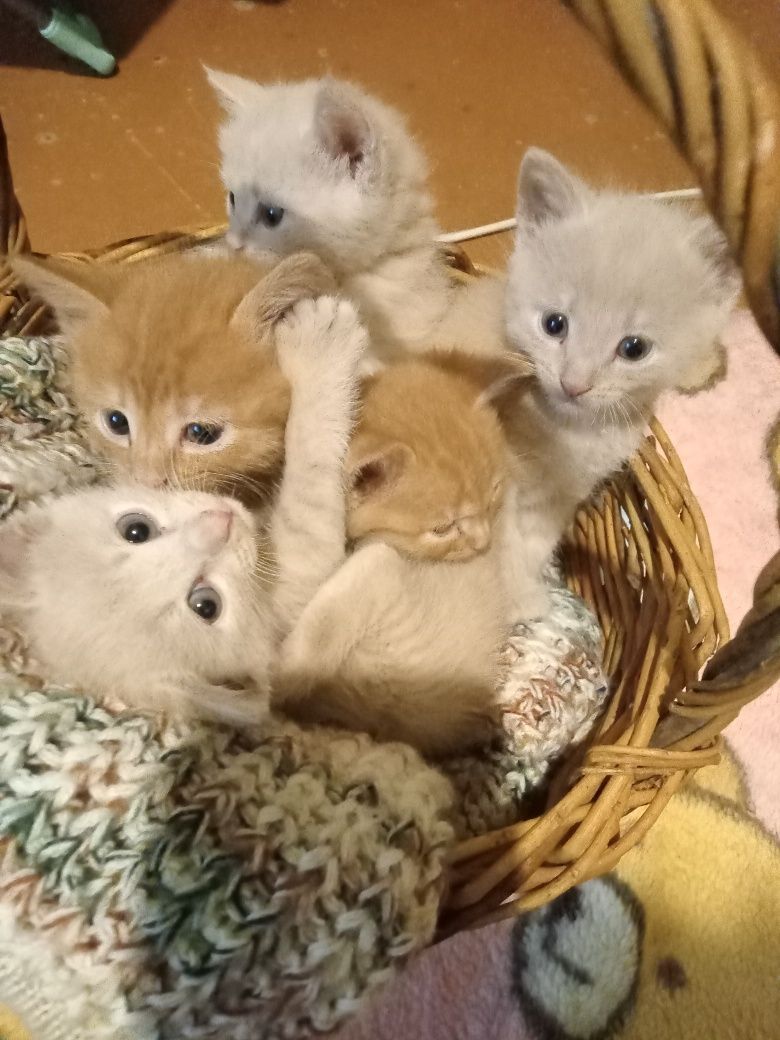 Котята заботливым ответственным хозяевам