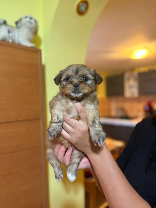 Fetita bichon havanez