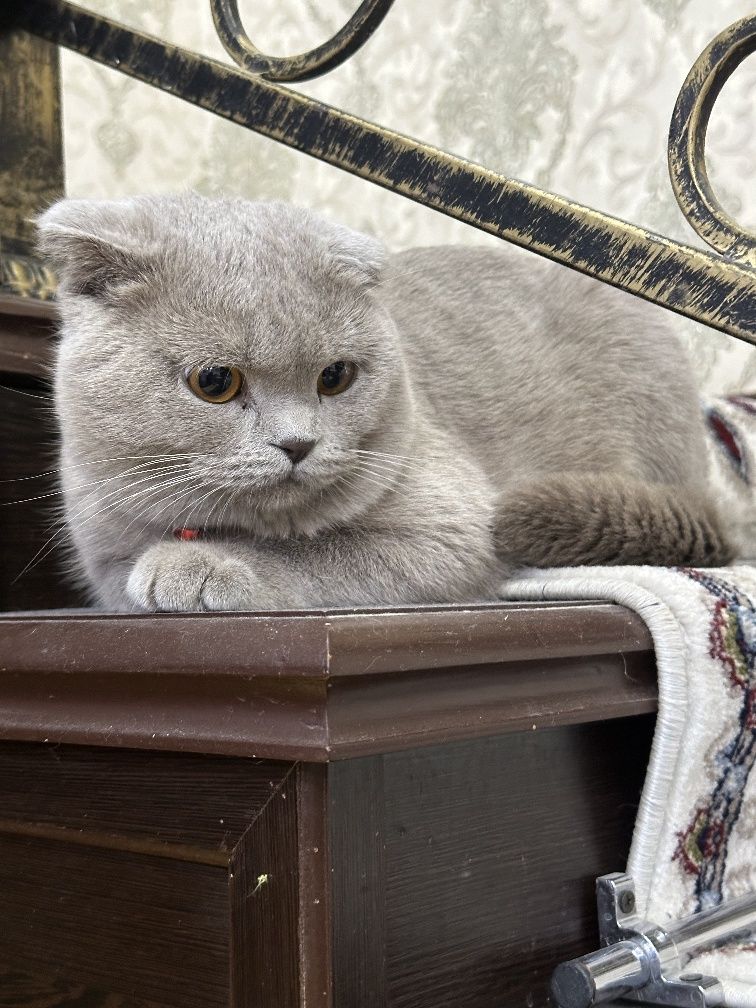 Вязкага еркак скоттиш фолд