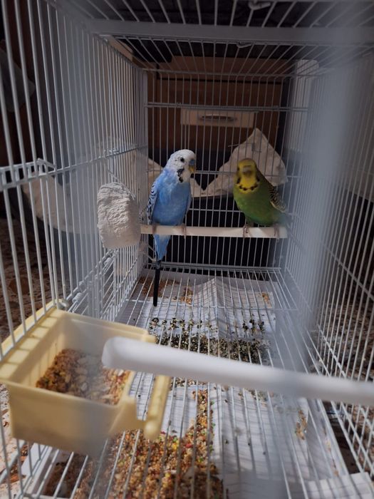 Nimfe și peruși de vânzare