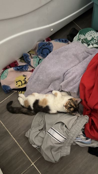 кошка  больше три месяца