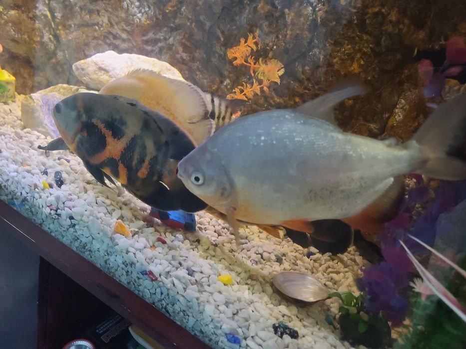 Йирик ўлчамли хишник балиқлар сотилади