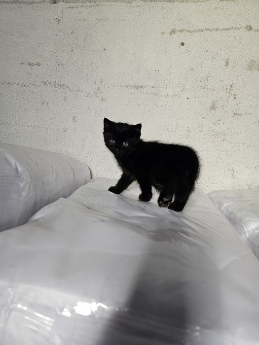 Малко черно котенце