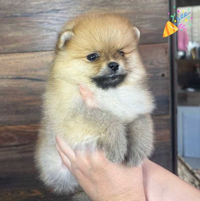 Померанский Шпиц