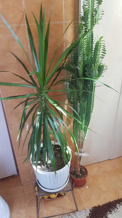 Floare Dieffenbachia casa, birou, decor - oferta saptamana asta