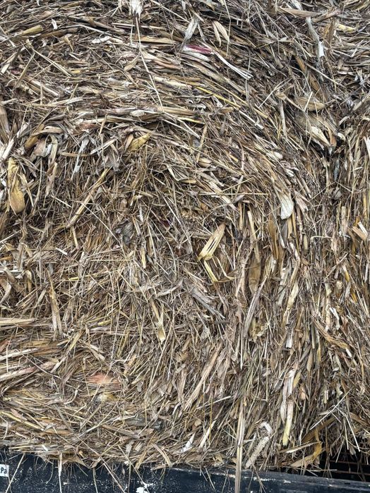 Vând baloți tocătură de porumb