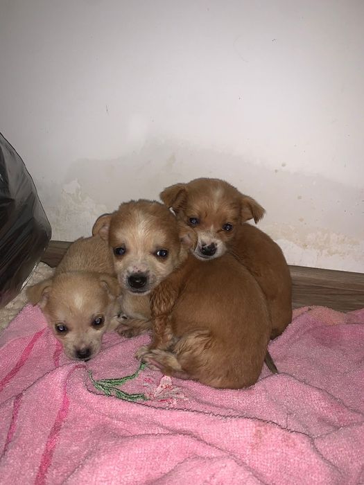 Cățeluși spre adoptie