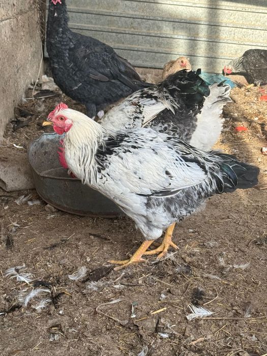 Петухи домашние по 2000