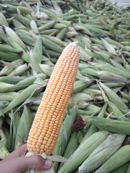 Makka sotasi pachatka bilan