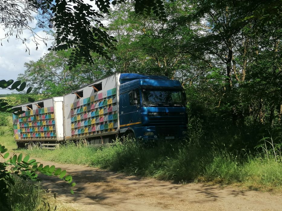 Vând stupina peste 200 de familii