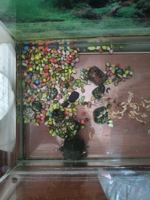 Отдам красноухую черепаху бесплатно