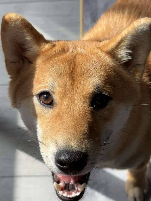 Сиба Ину, девочка