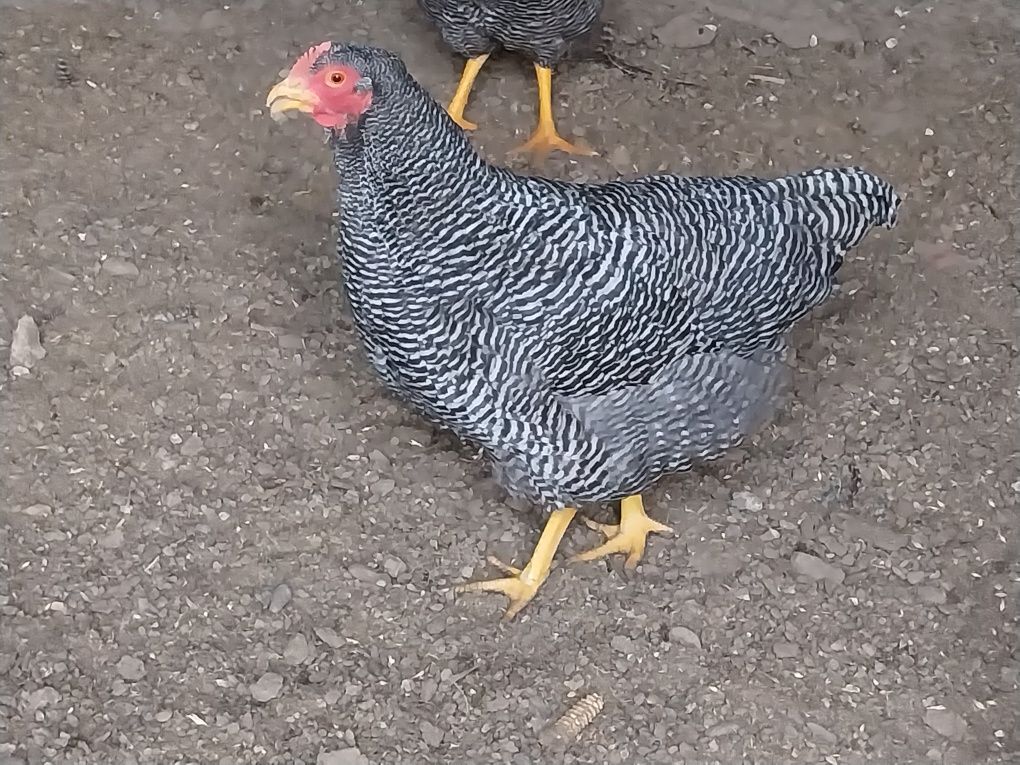 Vând ouă pentru incubat rasa Plymouth rock barat!