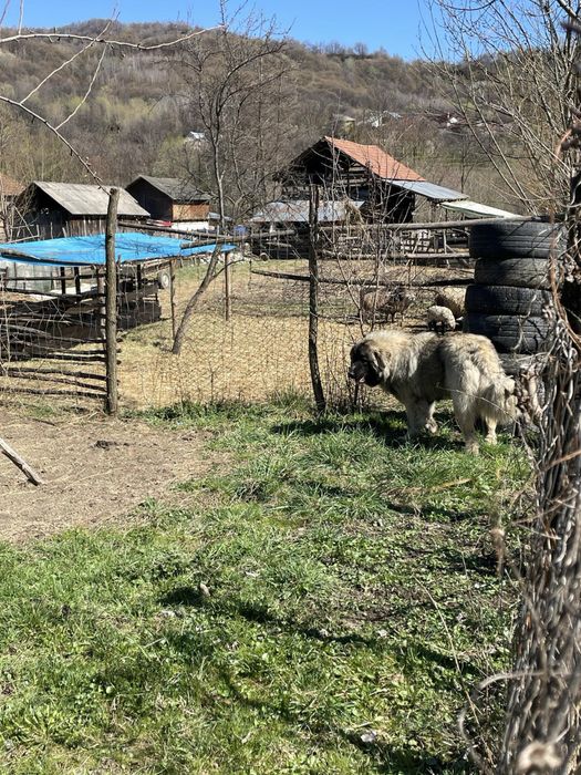 Se vinde femela caucazian cu Pedigree