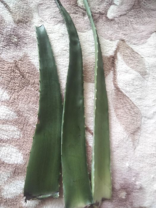 Продам Алое Вера. Три лестка большие.,