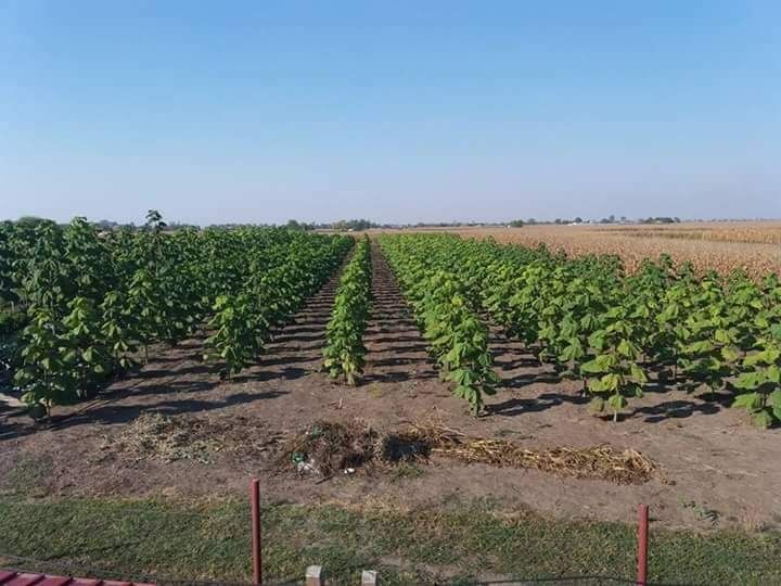 Paulownia butași lemnificat