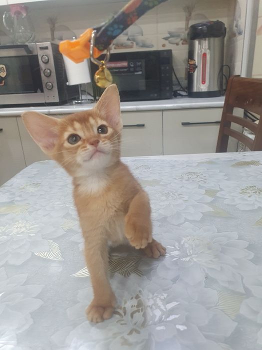 Продаётся Абессинский котята