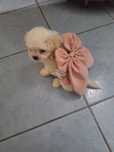 Bichon 3 luni jumate carnet vaccinuri complet