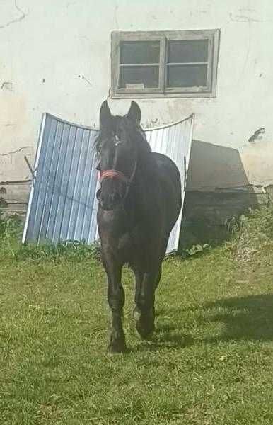 Mânz, armăsar de vânzare.