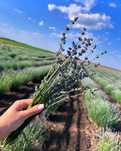 Vand apa de lavanda certificata cu analize de laborator