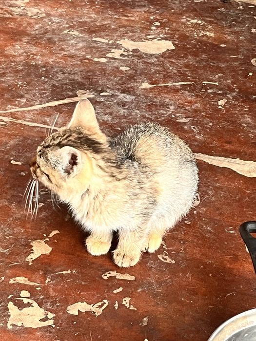 Motani si Pisici de adoptat