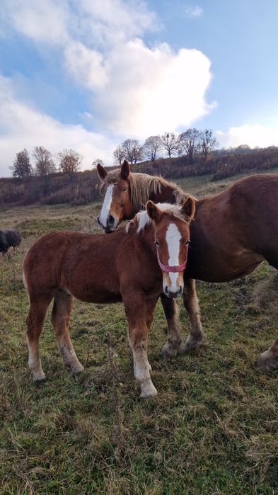 Mânz metis Ardenez/Breton