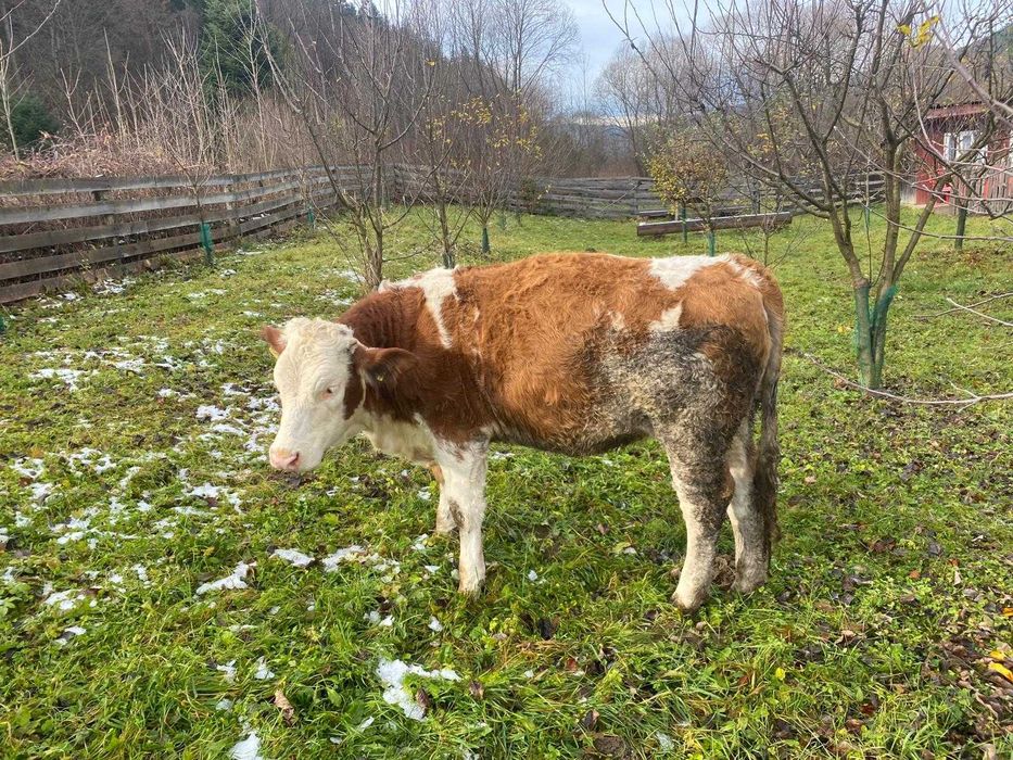 Vand vaca junica baltata romaneasca