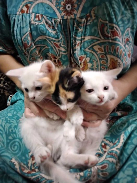 Котята отдам даром