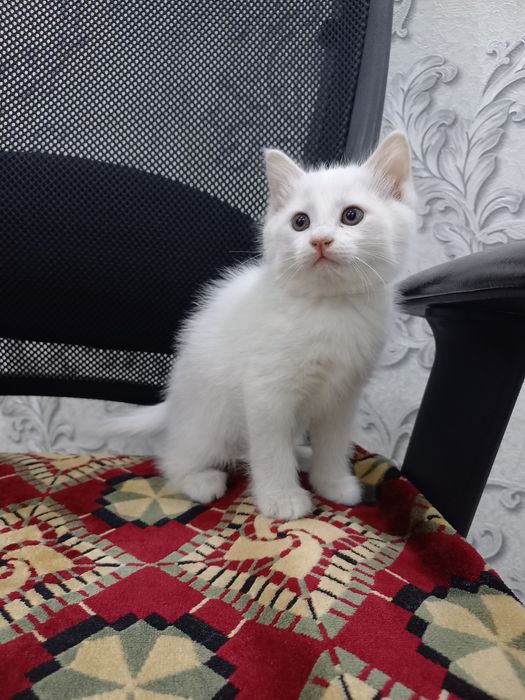 Продаётся   кошка