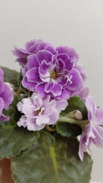 Фиалка сортовая ЕК Вера