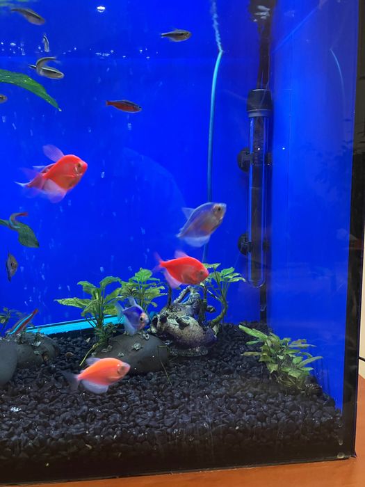 Аквариум оборудван 80 литра