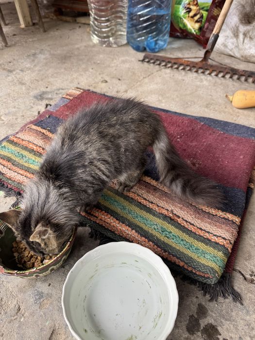 Котенце търсещо дом