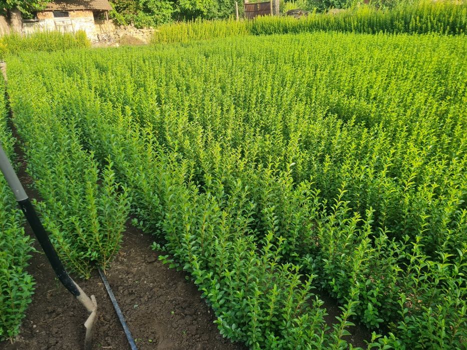 Лигуструм (Ligustrum Ovalifolium)