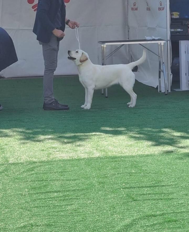 Cațel labrador Retriever