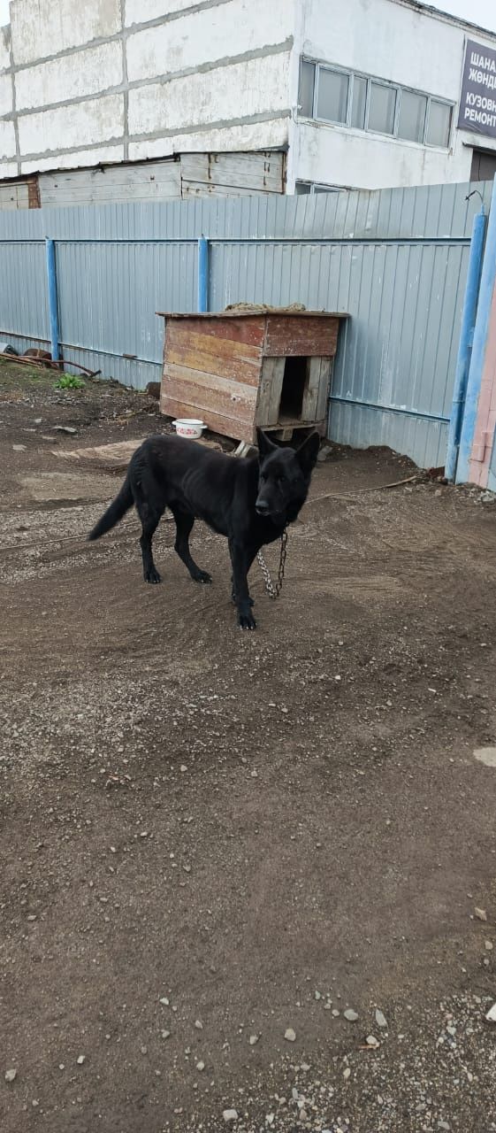 Отдам даром собачек