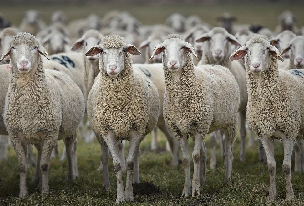 Продам барабана живым весом.