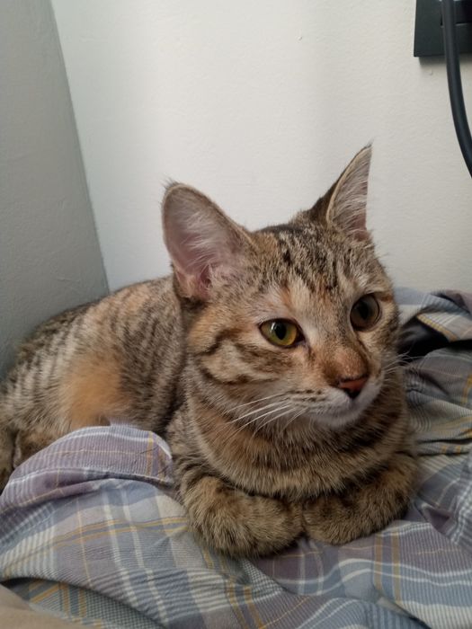 Кошка даром сайран